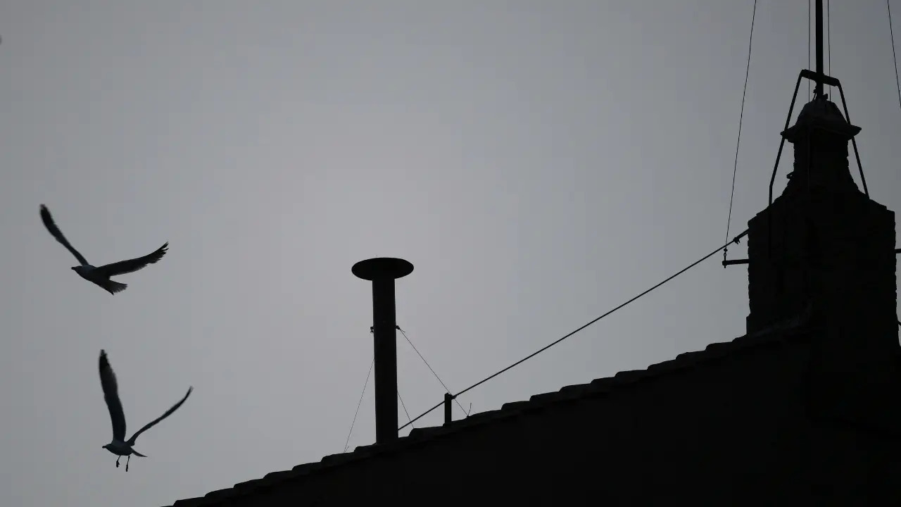 Seagulls steal the show during a livestream as 133 cardinals gather to elect the new Pope