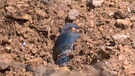 Object Suspected to be Pak Missile Debris Found In Jaisalmers Kishanghat  Watch
