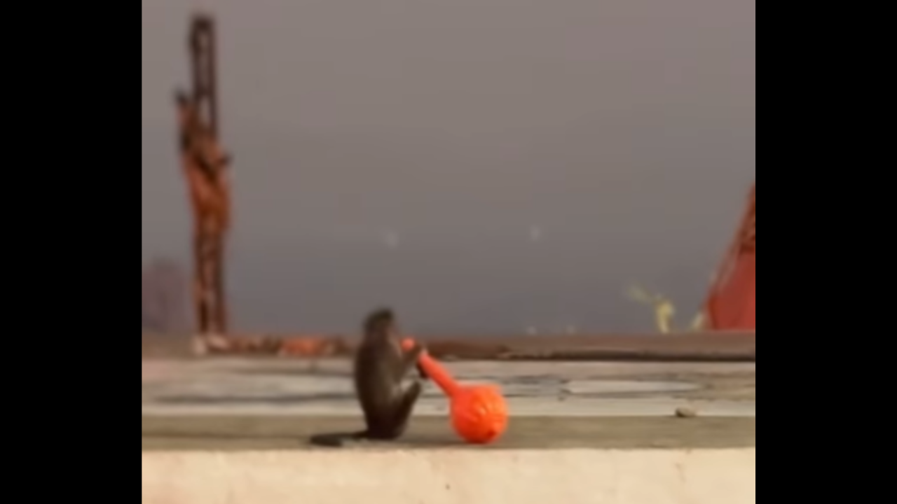 Monkey video goes viral. Monkey video goes viral.